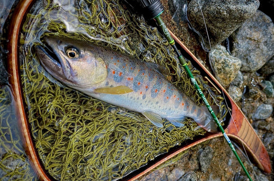 JetSetter 36C Sprout