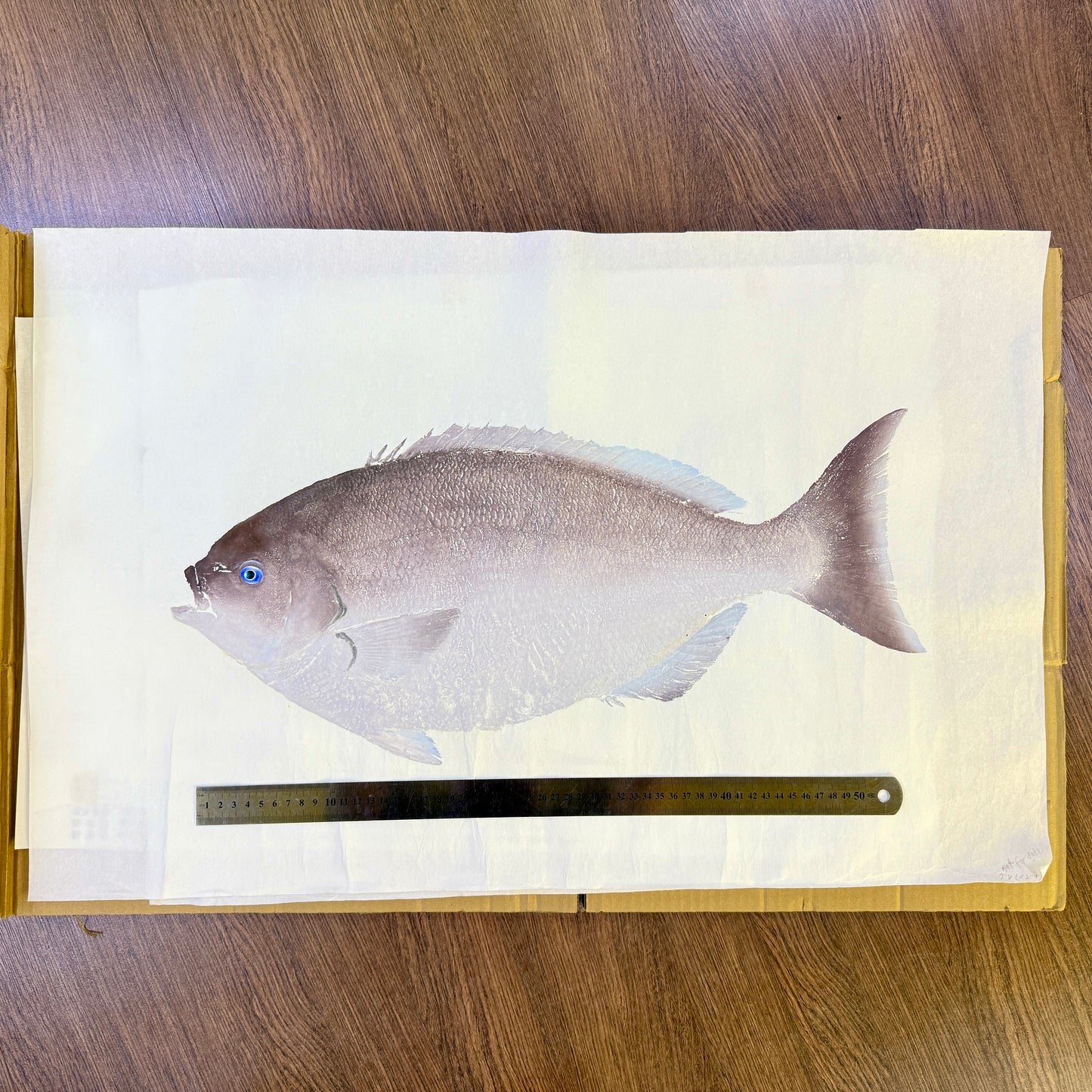 Gyotaku (Fish Print, direct method)