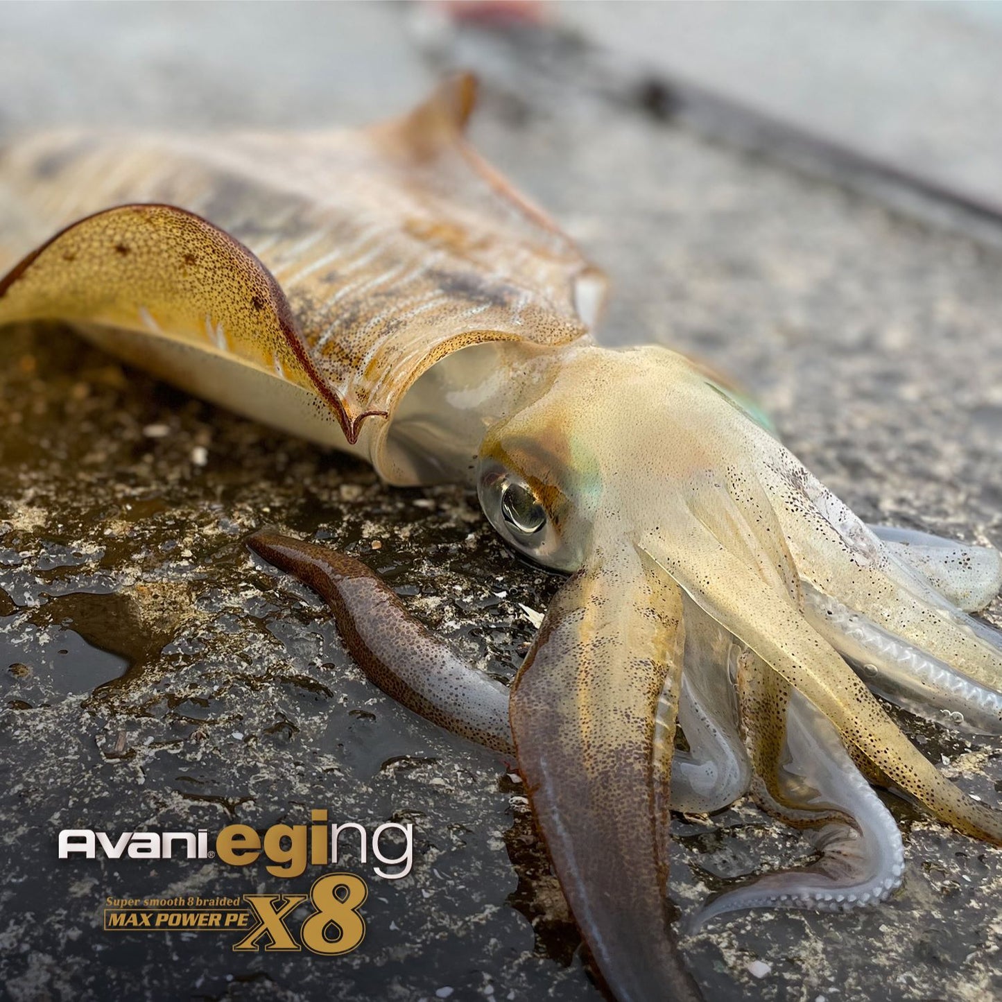 Avani Eging MAX Power PE X8 150m