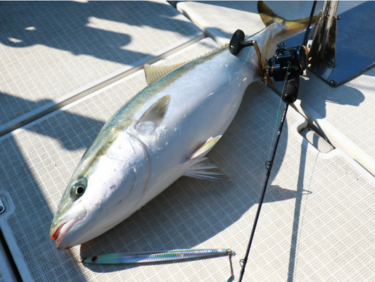 23 Saltiga SJ 61B-4.W