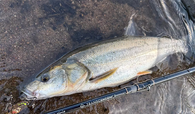 LateBloomings Zinia56+