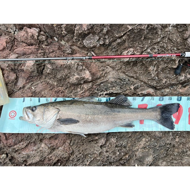 Fishman Wide Measure (ACC-3)