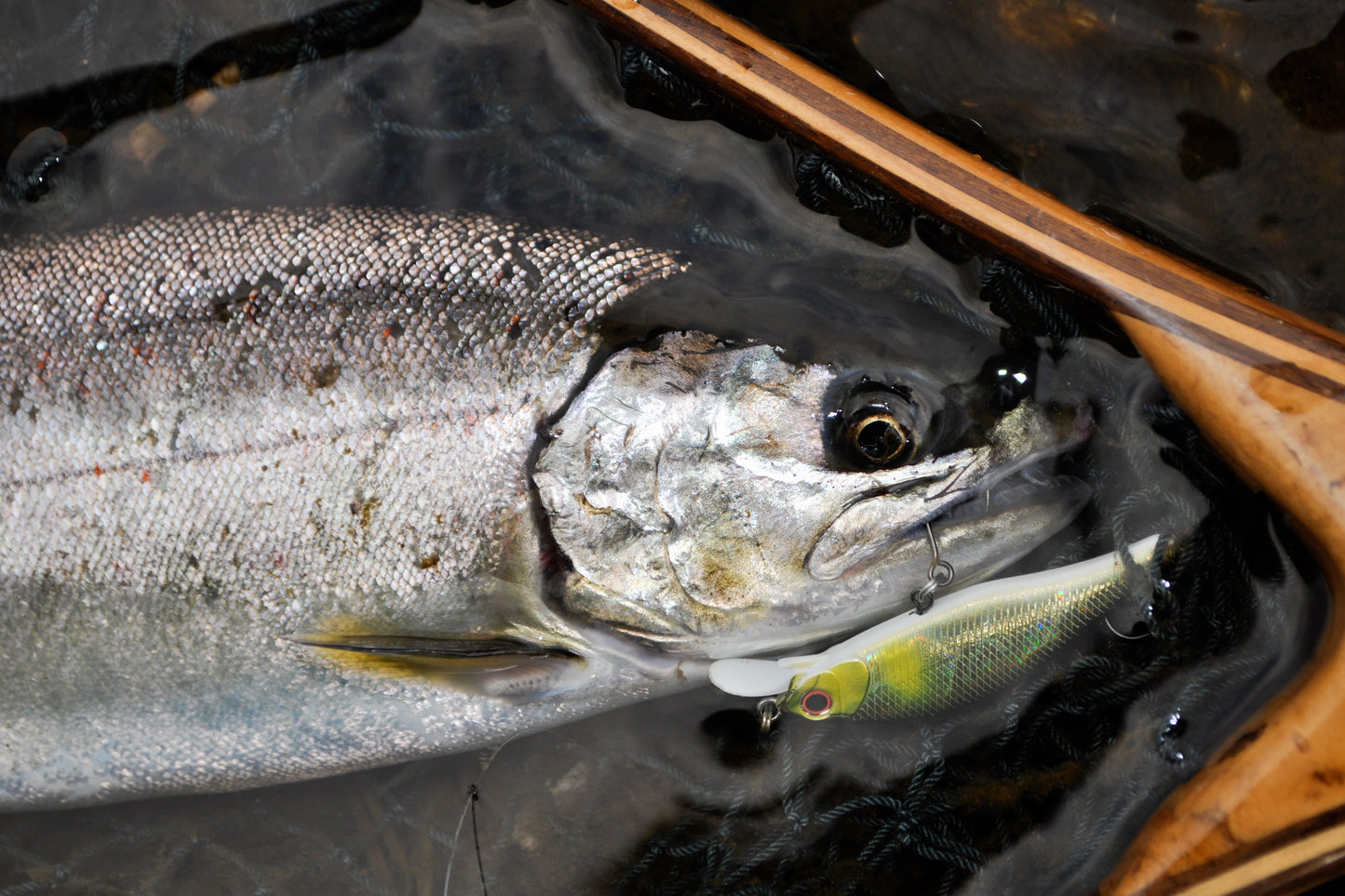 Single28 Troutin' Single