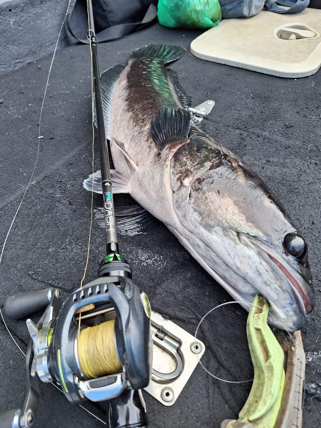 The 1st Model Spin (2pc)