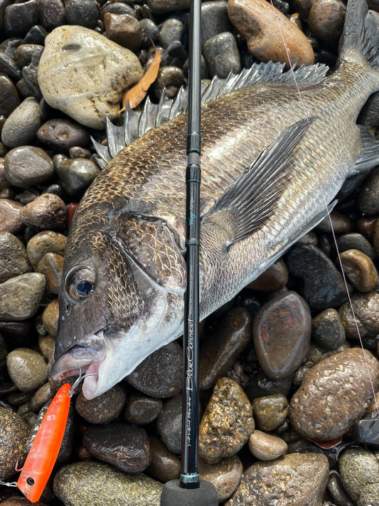 BlueCurrent Wizy 72/4