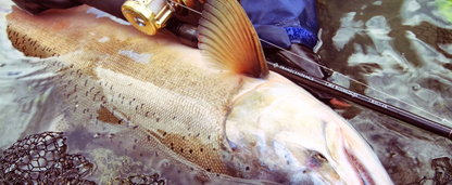 LateBloomings 510+ Rev2.0