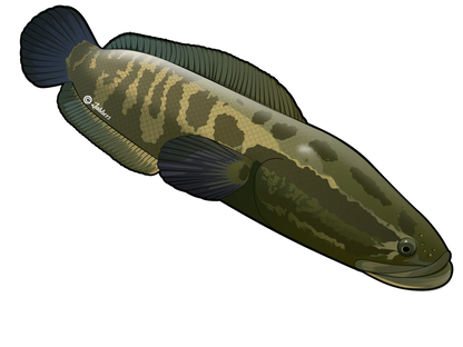 Monsterfish Stickers