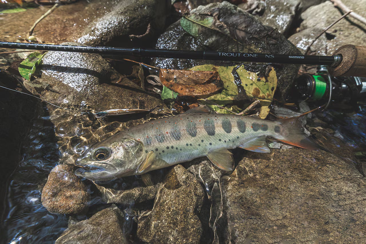 24 Trout One NS B47UL-4