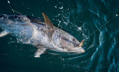 Ocea Plugger Nylon Leader