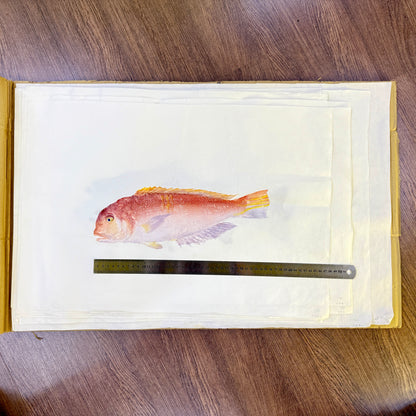 Gyotaku (Fish Print, direct method)