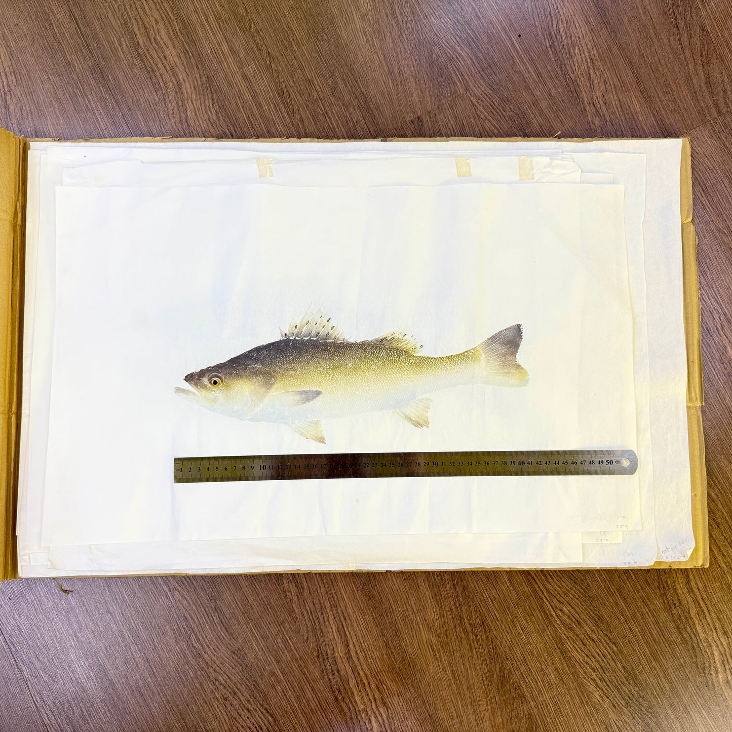 Gyotaku (Fish Print, direct method)