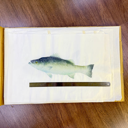 Gyotaku (Fish Print, direct method)