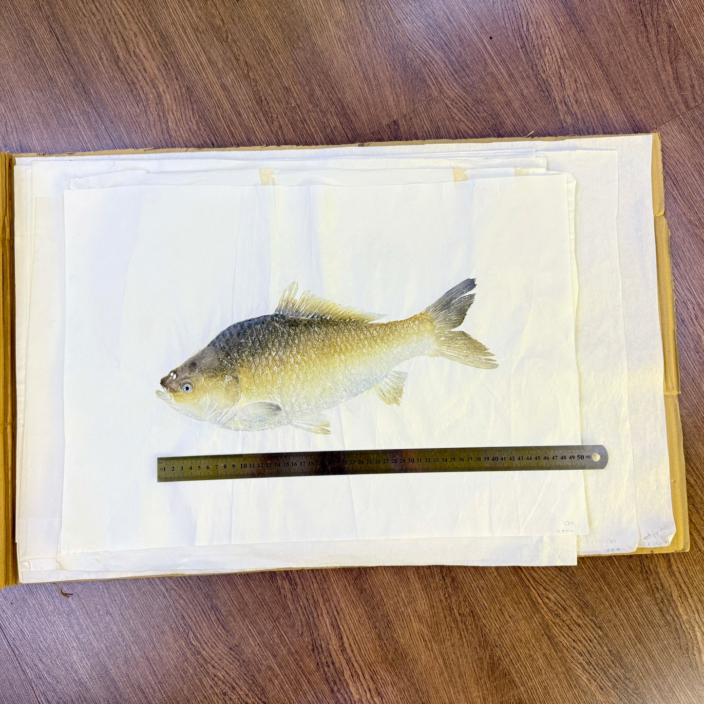 Gyotaku (Fish Print, direct method)