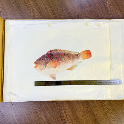 Gyotaku (Fish Print, direct method)