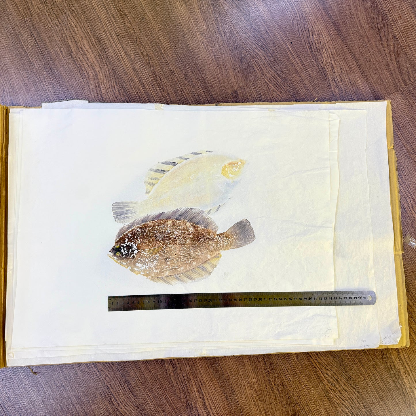 Gyotaku (Fish Print, direct method)
