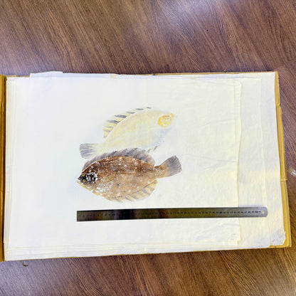 Gyotaku (Fish Print, direct method)