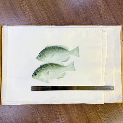 Gyotaku (Fish Print, direct method)