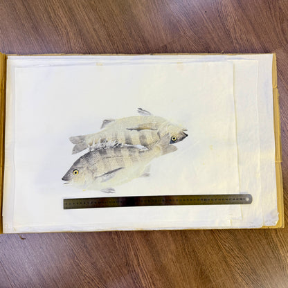Gyotaku (Fish Print, direct method)