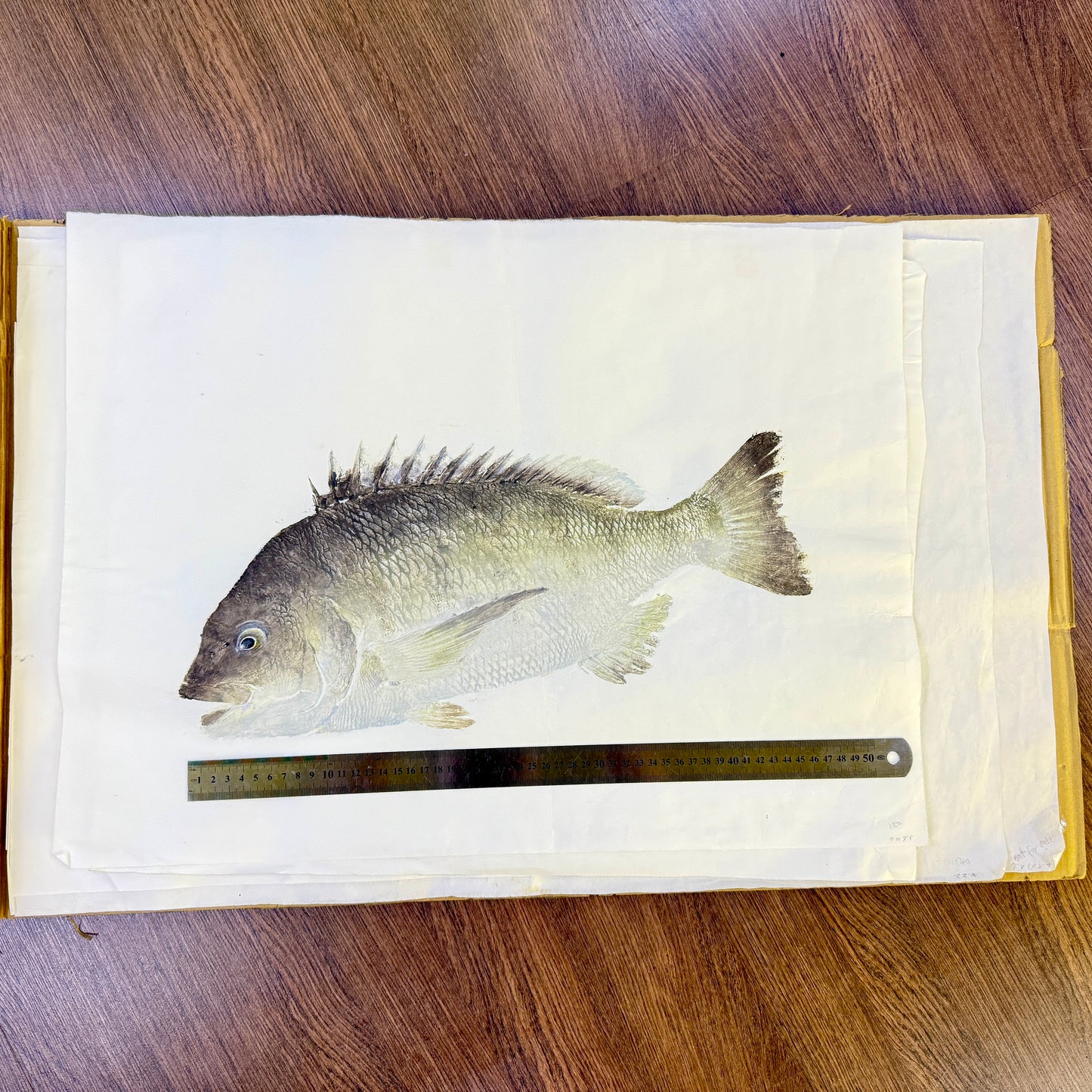 Gyotaku (Fish Print, direct method)