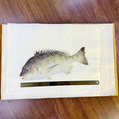 Gyotaku (Fish Print, direct method)
