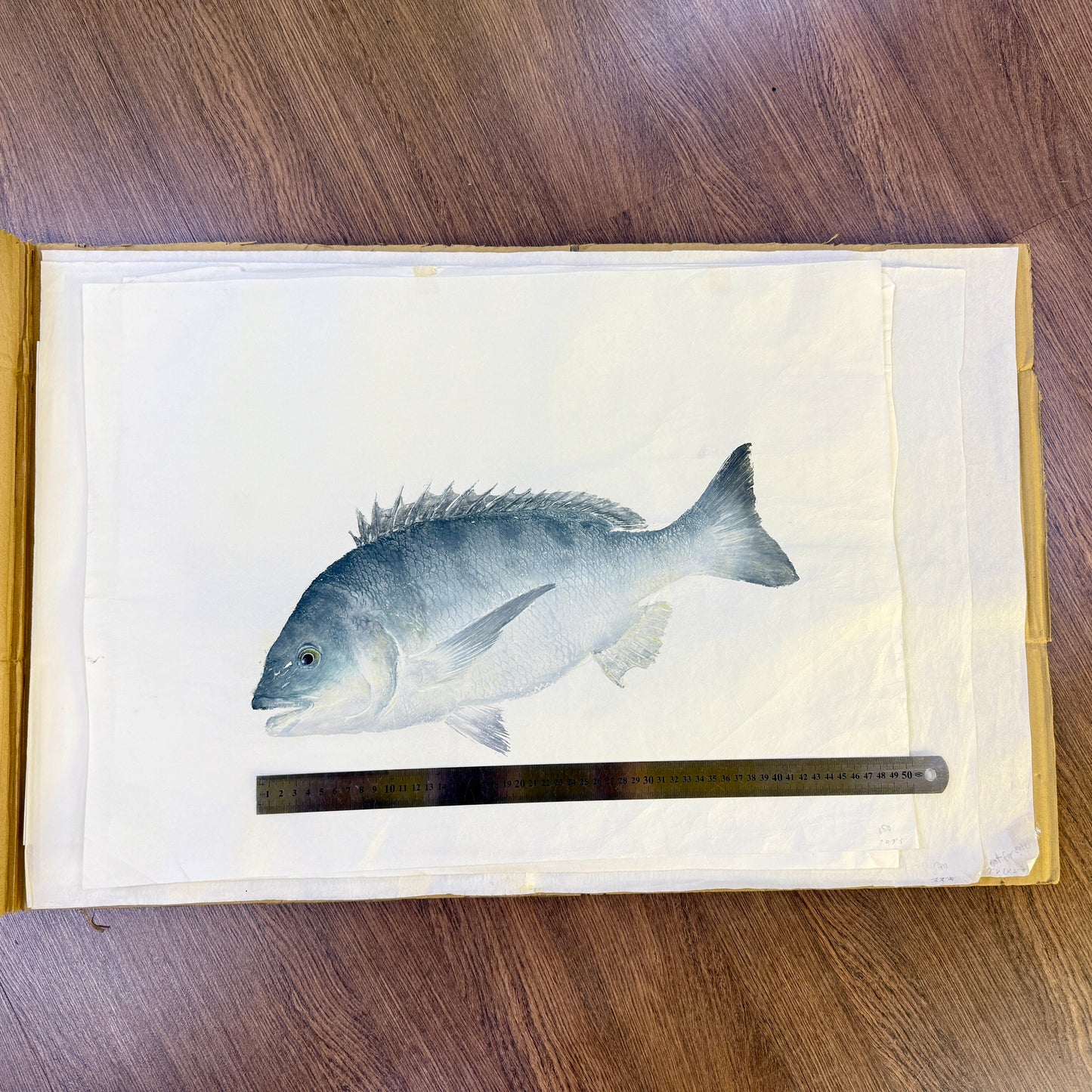 Gyotaku (Fish Print, direct method)