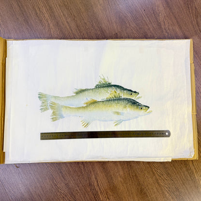 Gyotaku (Fish Print, direct method)
