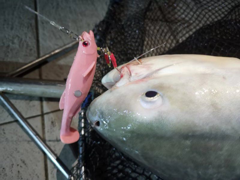 Scout T-tail 16cm (48.5g)