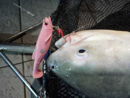 Scout T-tail 16cm (48.5g)