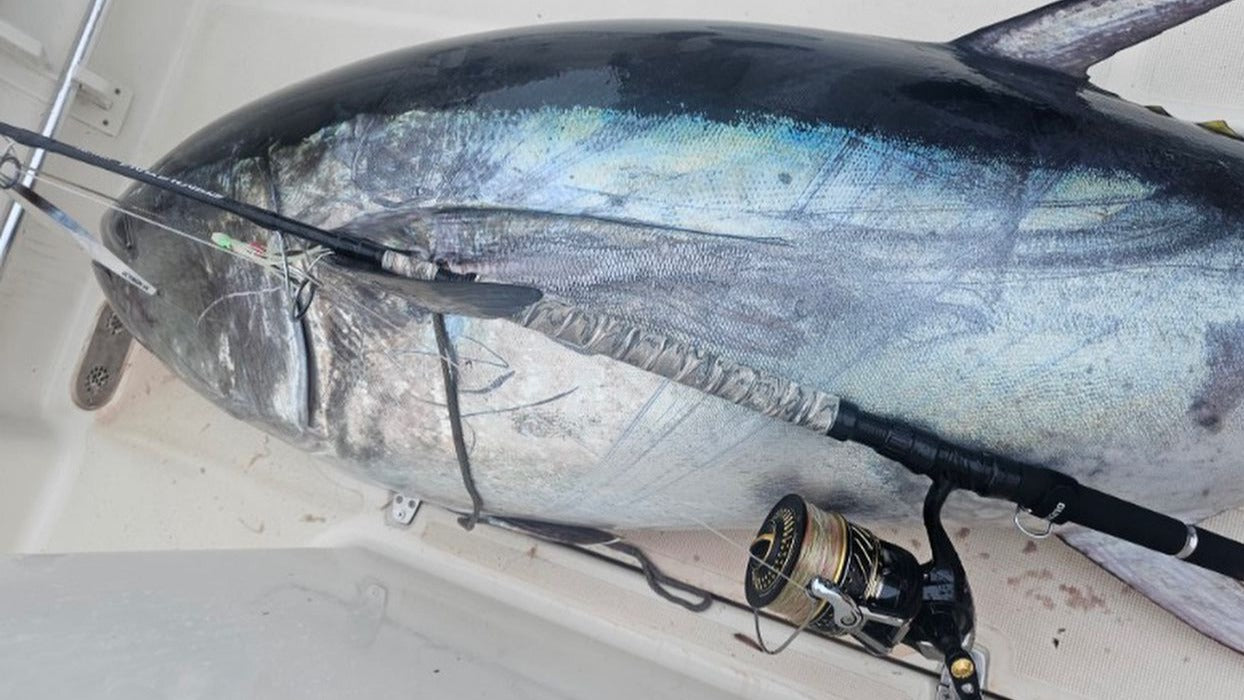 Standup Tuna 74/25