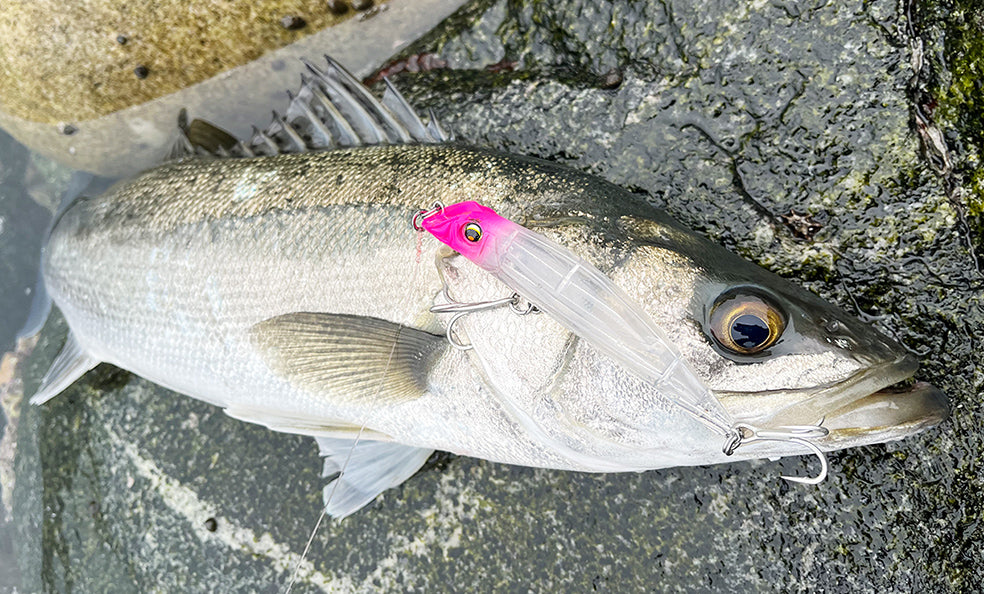 F1254 Aile Magnet TG Darter 105F
