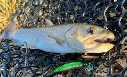 F1289 Hardcore Trout Stoop 50SF