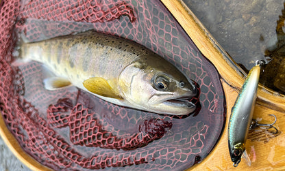 F1289 Hardcore Trout Stoop 50SF