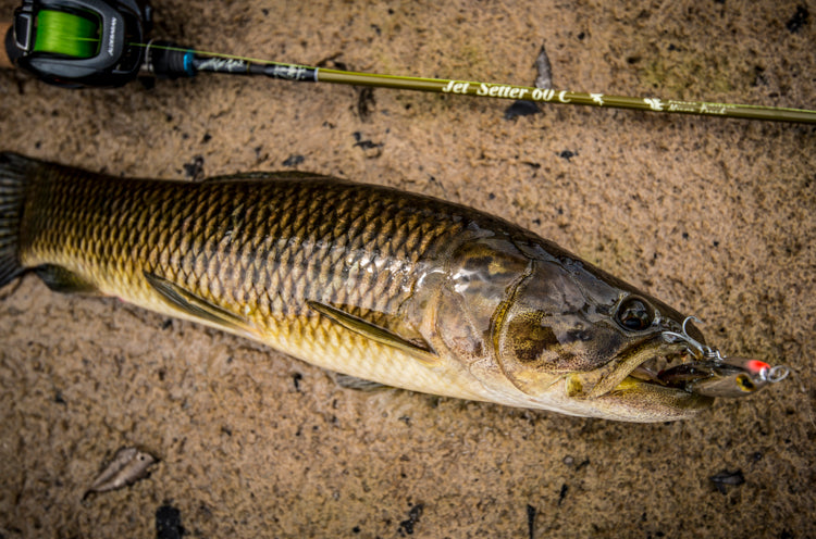 JetSetter 60C Micro Touch (JetSlow×TULALA)