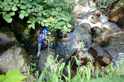 Dwarve-XX (BC & Spin)