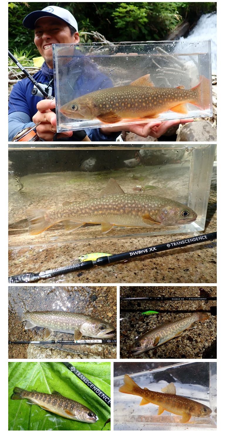 Dwarve-XX (BC & Spin)