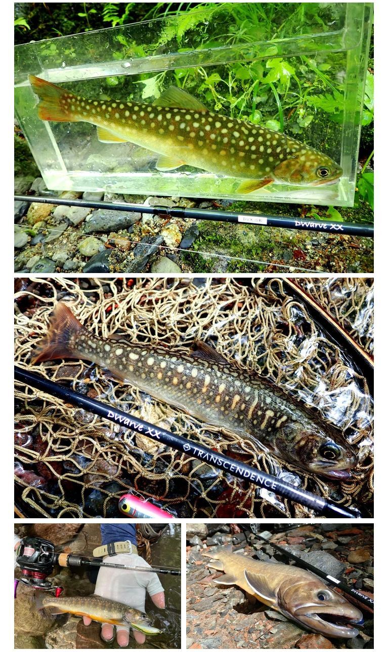 Dwarve-XX (BC & Spin)