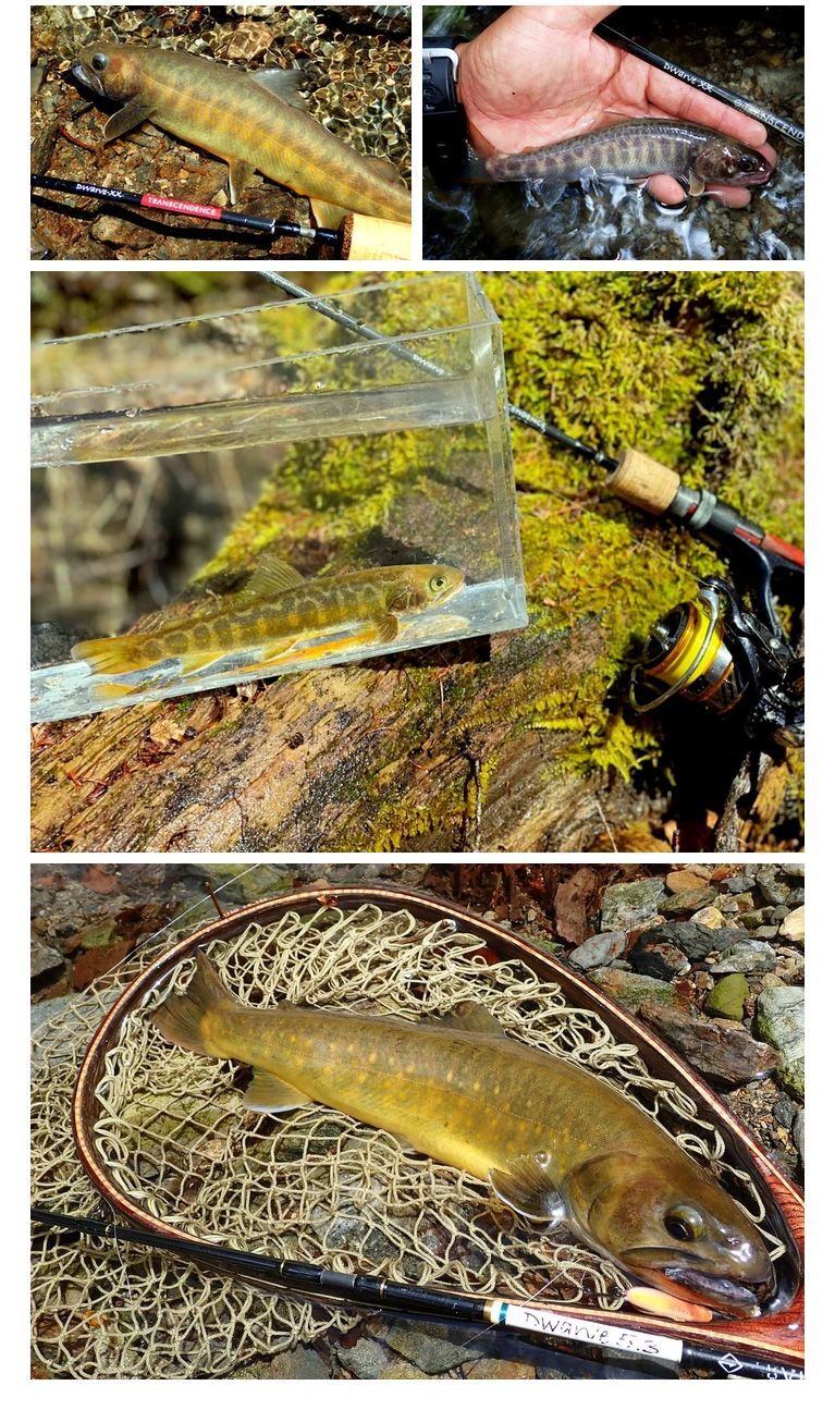 Dwarve-XX (BC & Spin)