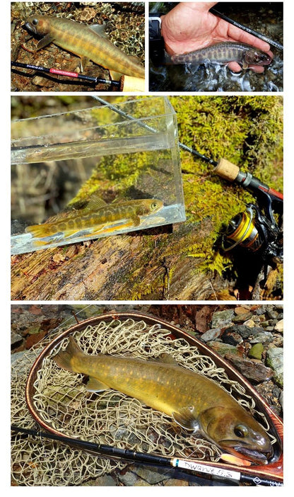 Dwarve-XX (BC & Spin)