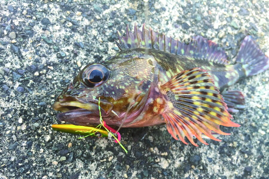 Salty Stage Micro Jig Slim 3g