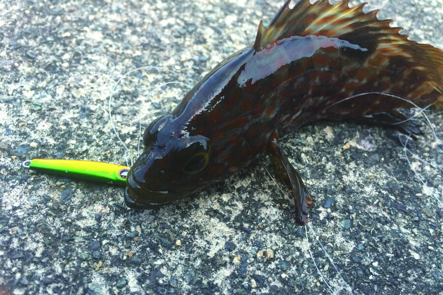 Salty Stage Micro Jig Slim 3g