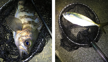 MINIMALISM InstaNet EG-240