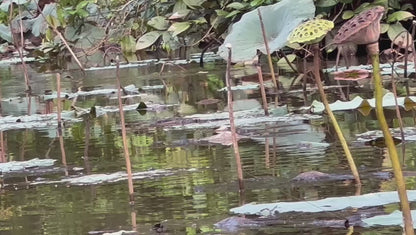 Sky Walker 10cm 18.17g