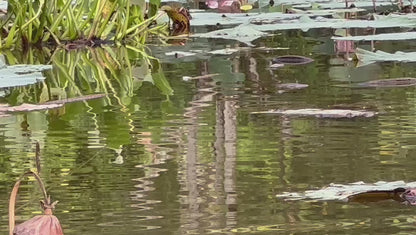 Sky Walker 10cm 18.17g